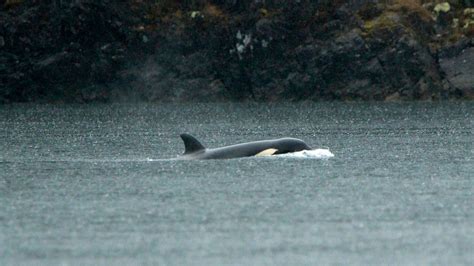 yesmovie the rescuers|Vancouver Island: Rescuers work to save orphaned orca calf.